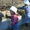 Boys Feeding Heifers