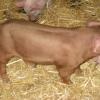 Duroc pig by "Unreal" 2011